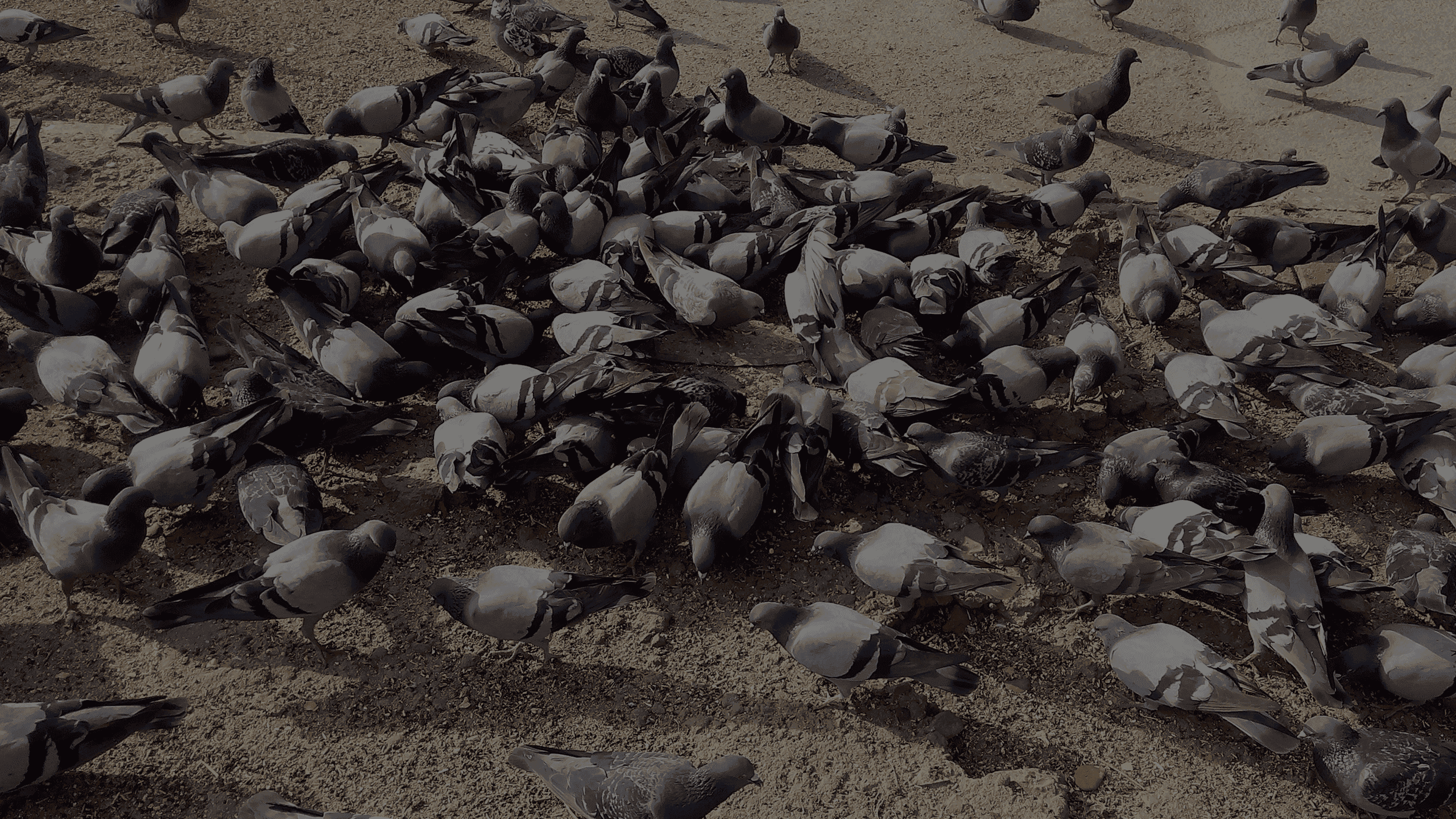 a large group of pigeons