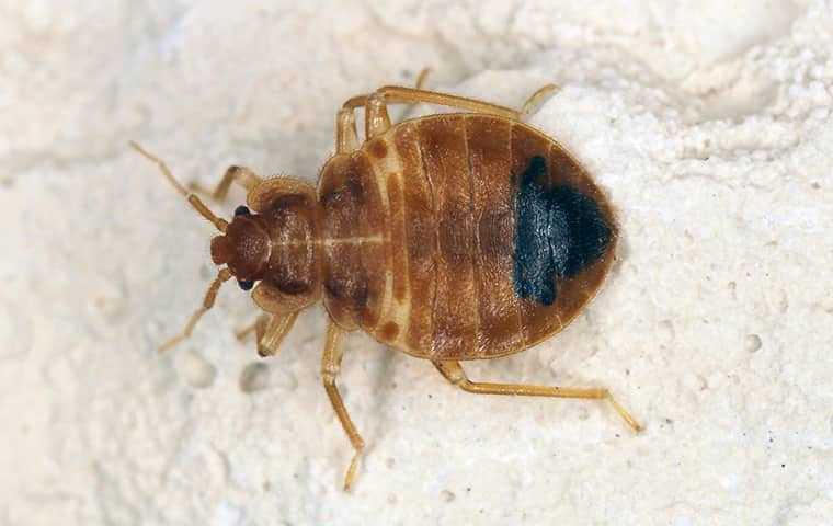 a bed bug up close
