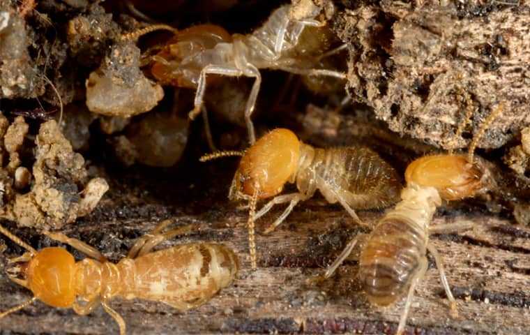termites deep in a home