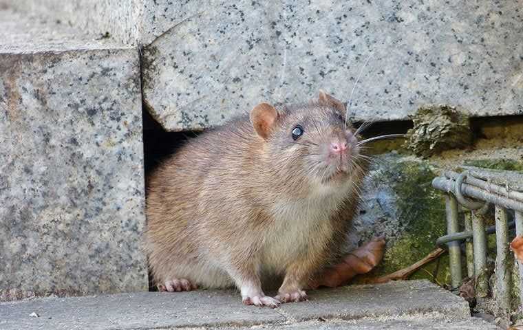 Norway rat crawling near a homes foundation