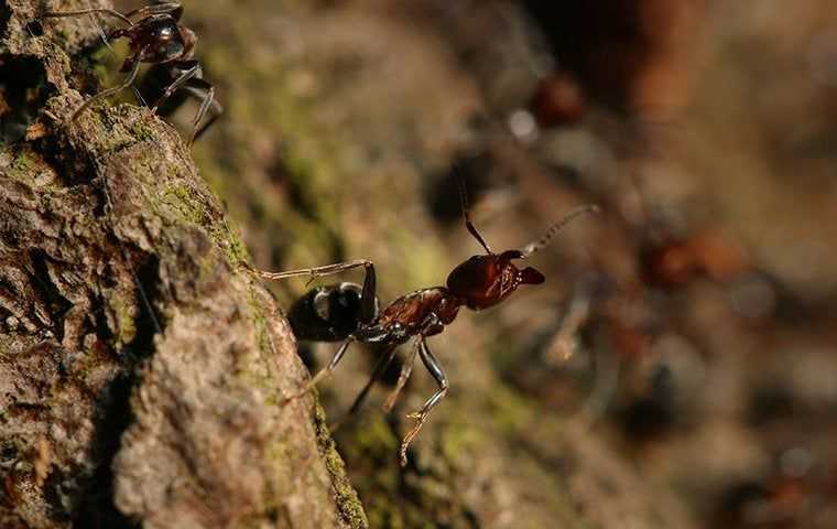 a carpenter ant on a tree