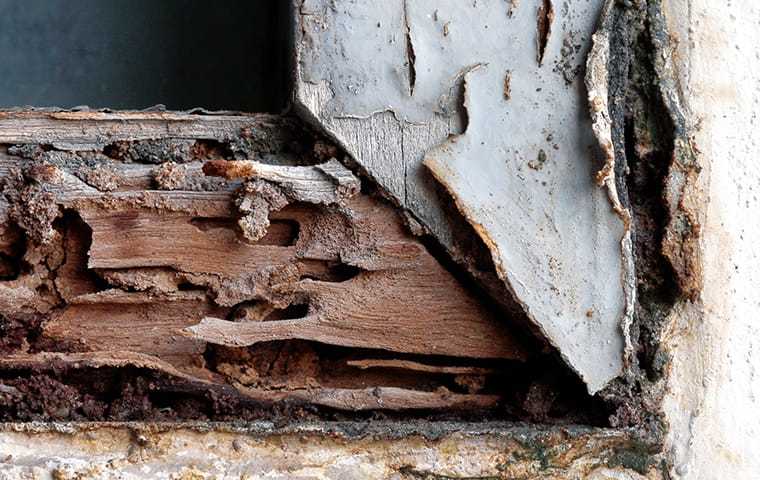 termite signs and damage