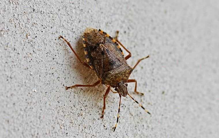 stink bug on cement