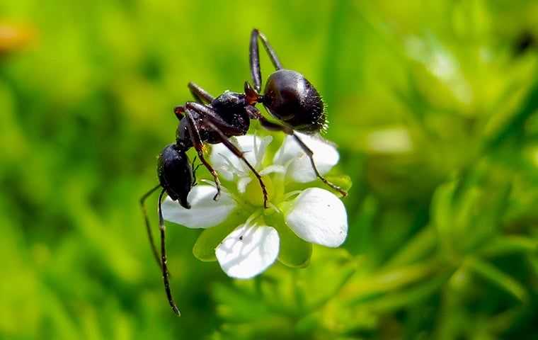 ant on a white flower