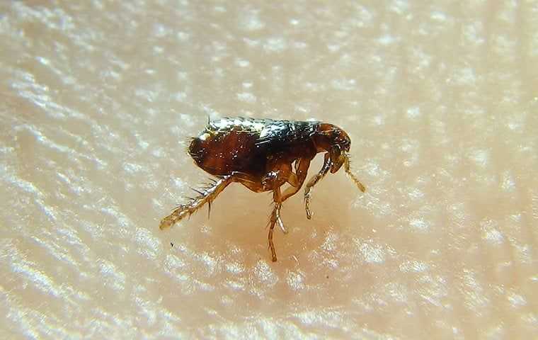 a flea on a persons skin