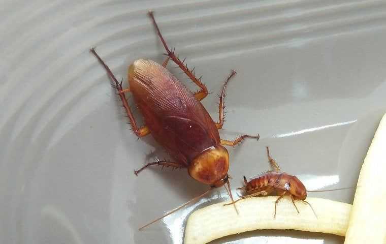 cockroaches on food in a bowl