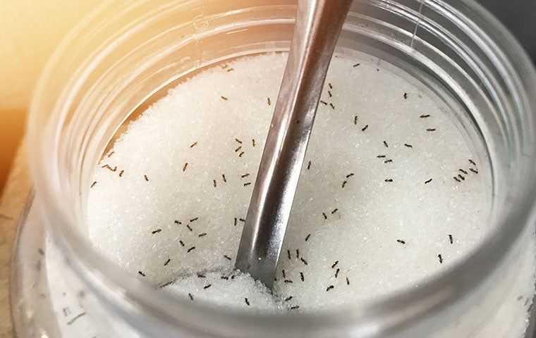 ants in a sugar jar