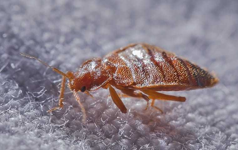 Bed bug close up on fabric