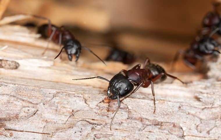 carpenter ants on chewed wood
