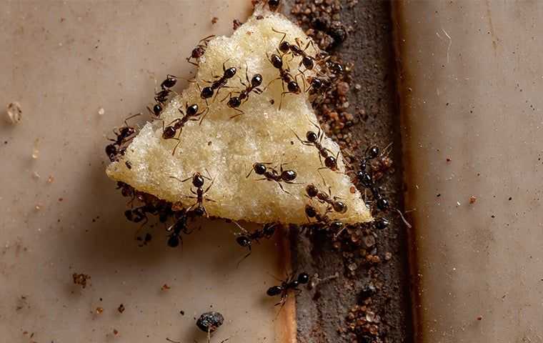 ants eating spilled food
