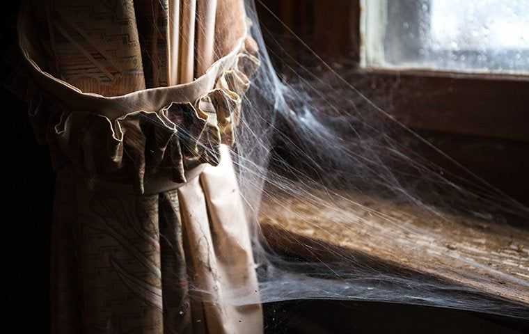 Spider webs on curtains and window sill