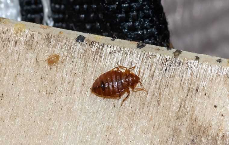 Bed bug crawling on boxspring