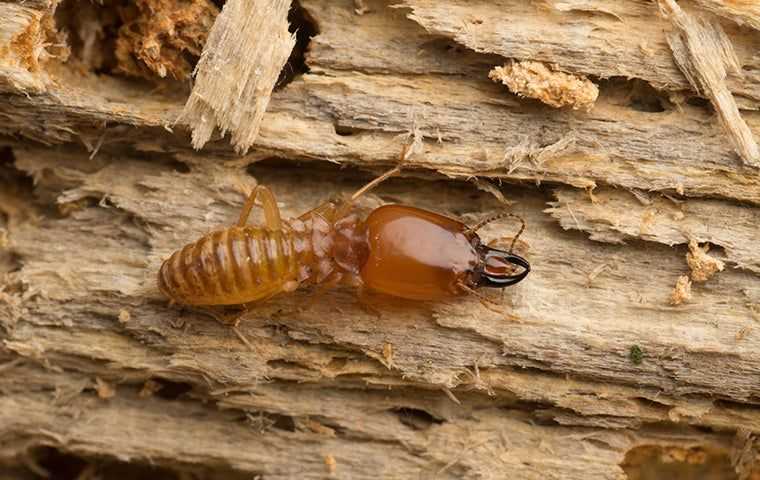 big termite soldier up close