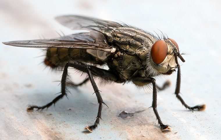 a fly landing in a kitchen
