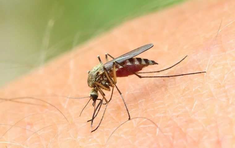 a mosquito sucking blood