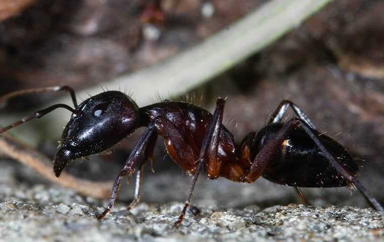 a carpenter ant up close