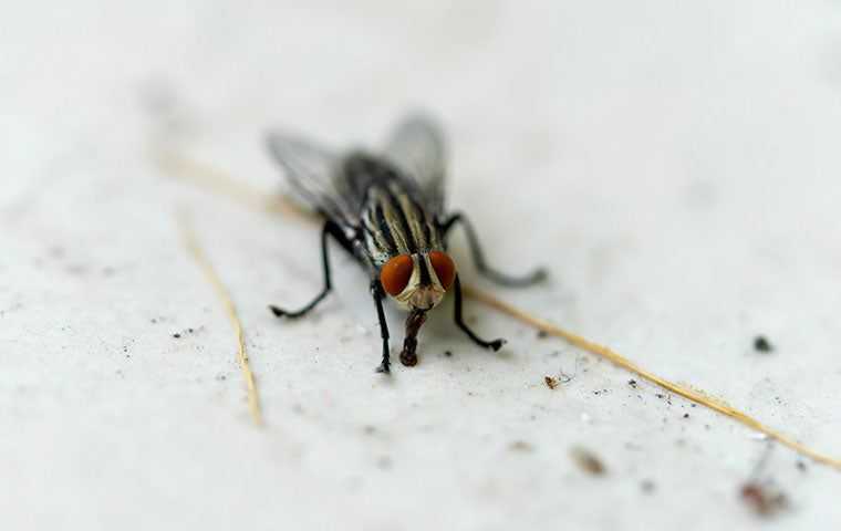 a house fly in a home