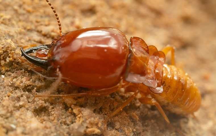 Close up of a large soldier termite