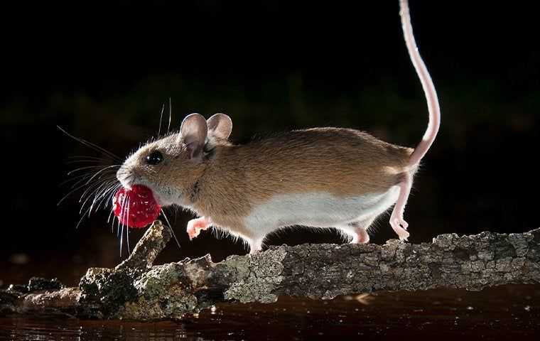 a mouse eating a berry
