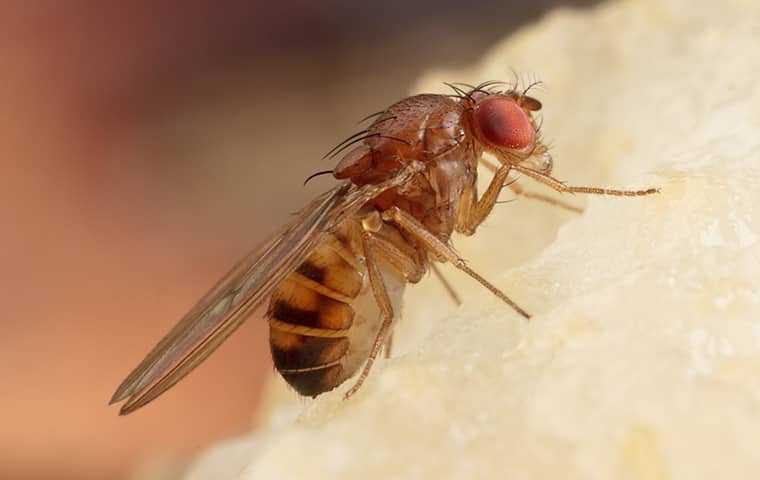 a phorid fly