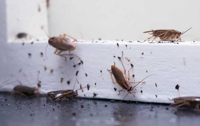 cockroaches in a home