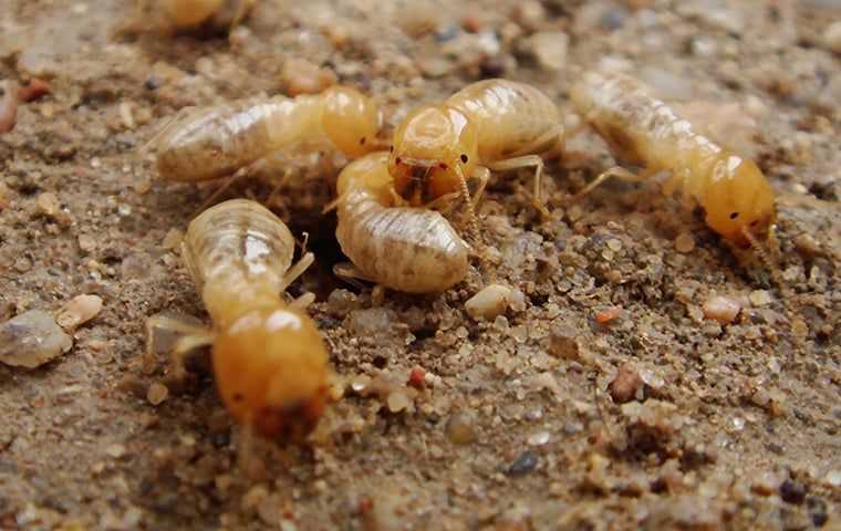 subterranean termites on the ground