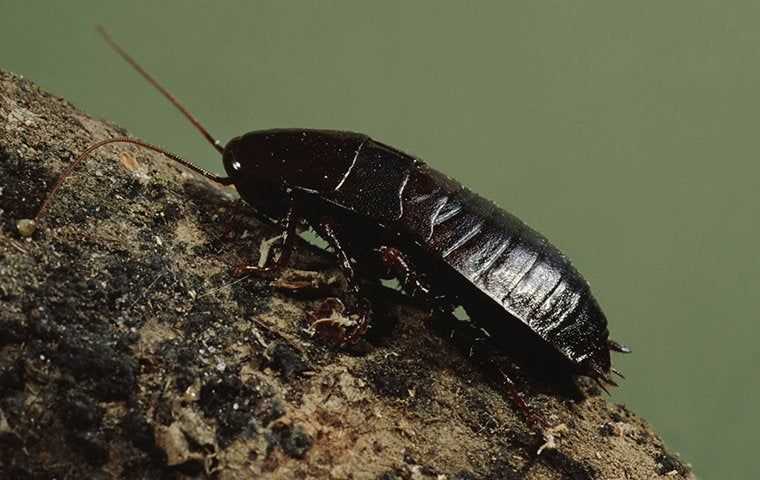 Oriental cockroach on a tree trunk