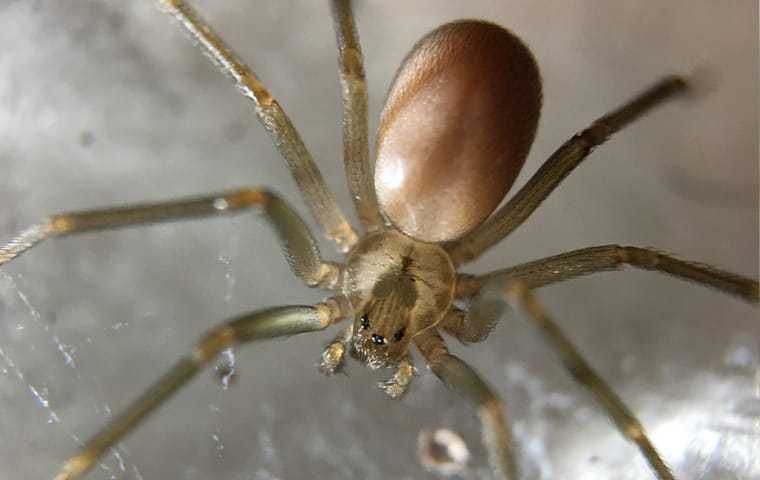 close up of a brown recluse spider in a web