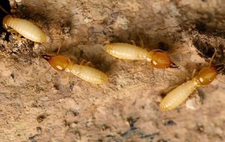 wandering termites