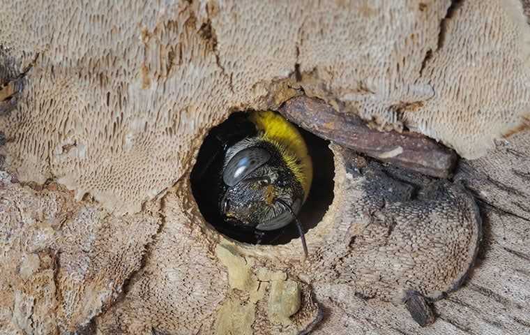 a carpenter bee coming out of a hole