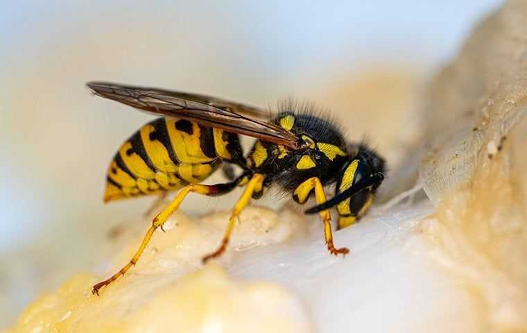 a yellow jacket eating spilled food