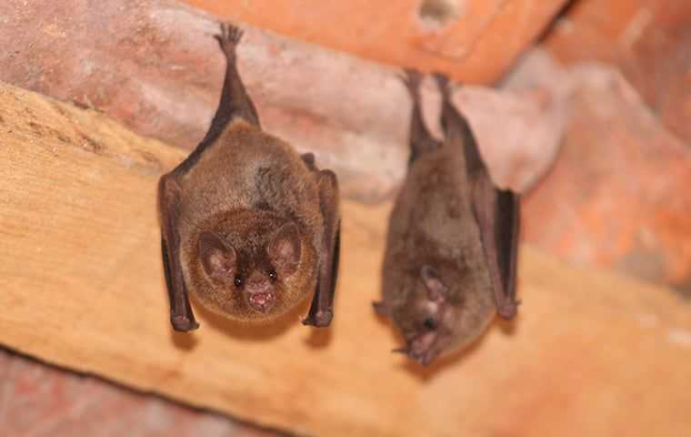 Two bats hanging in a house