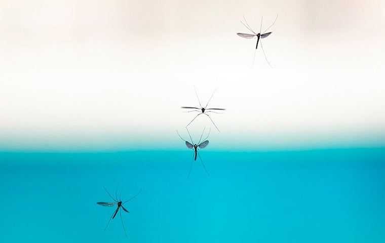 mosquito flying around a pool