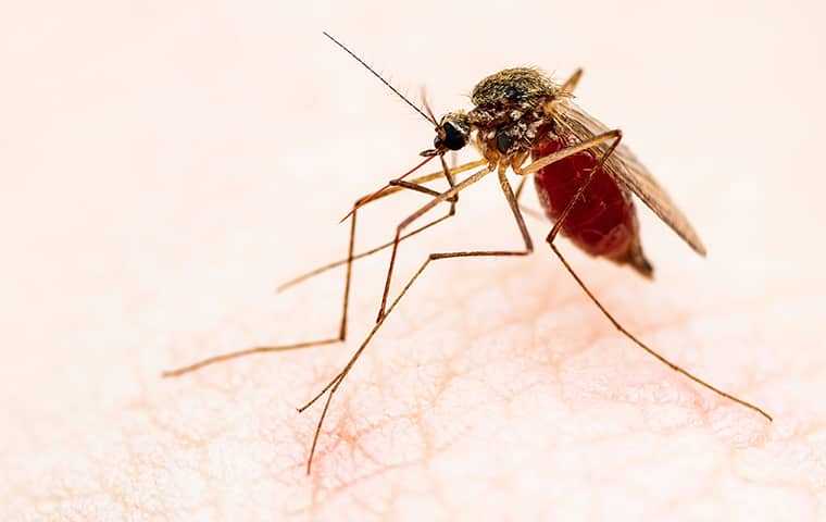 a mosquito on a person