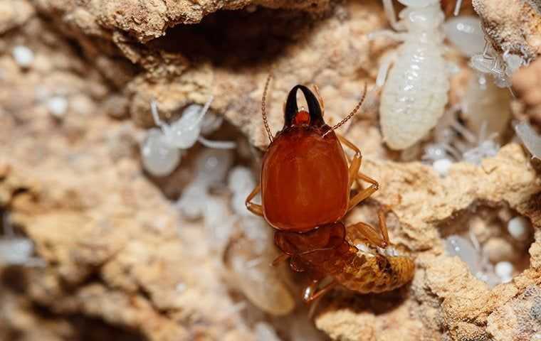 a big termite up close