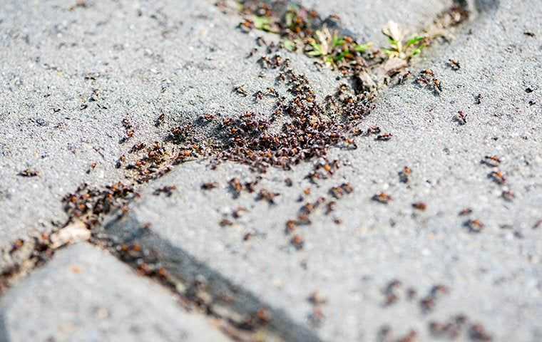 ants on a tiled side walk