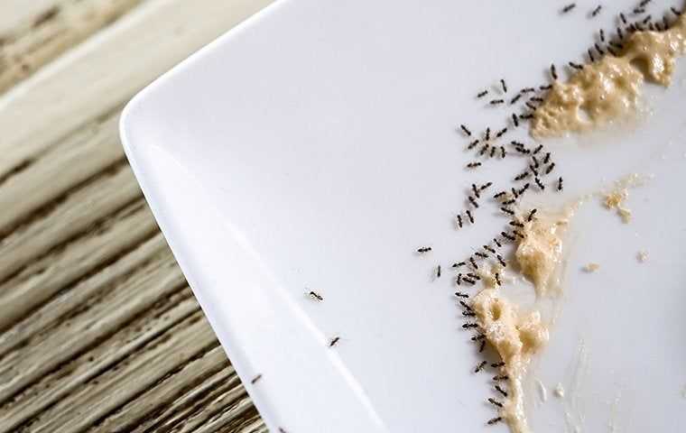 ants eating food on a plate