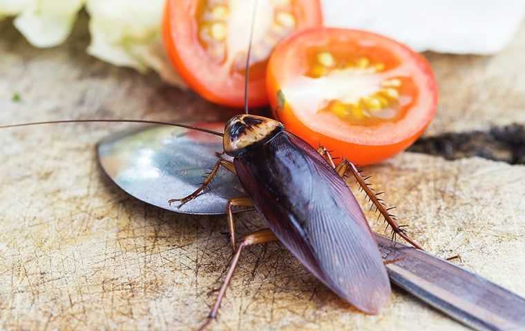 an american cockroach in a kitchen with fresh veggies