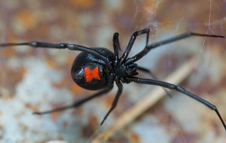 a black widow up close on a web
