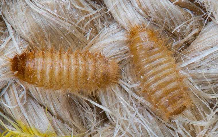 carpet beetle larvae up close