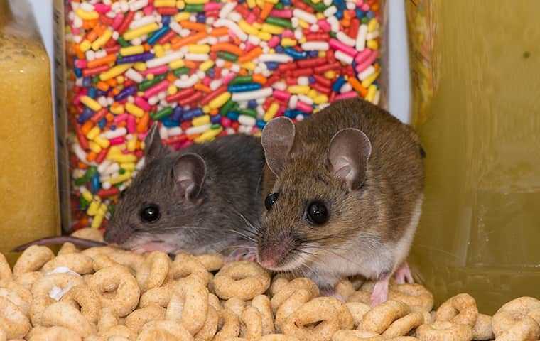 two mice in a pantry