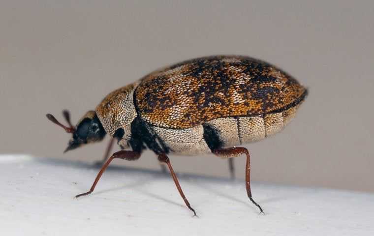 a big carpet beetle
