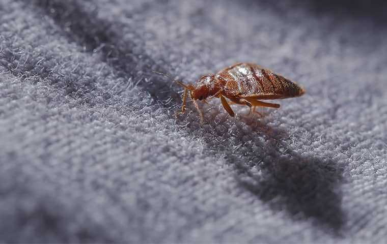 bed bug on a blanket in the dark