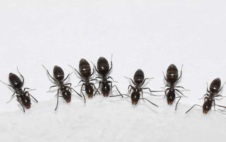 odorous house ants drinking spilled water