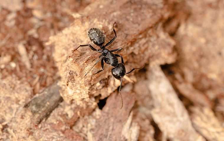 Carpenter ant on woods chips