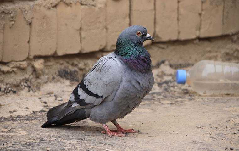 a pigeon on the dirty ground