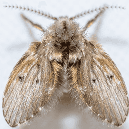 moth fly up close
