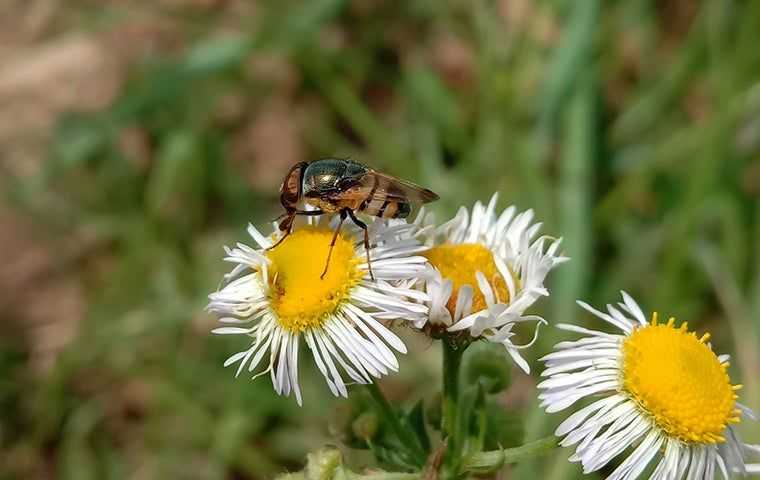 a phorid fly on some flowers