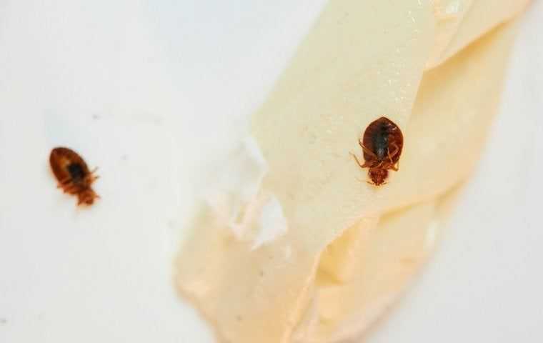 two dead bed bugs in a home