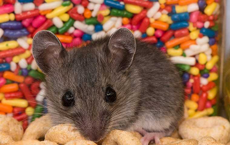 Close up of a mouse inside of a house pantry